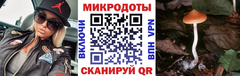наркотики Кинешма Галлюциногенные грибы Psilocybe